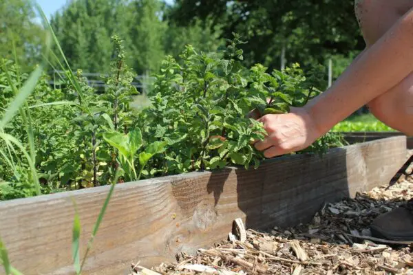 Moestuinieren in bakken