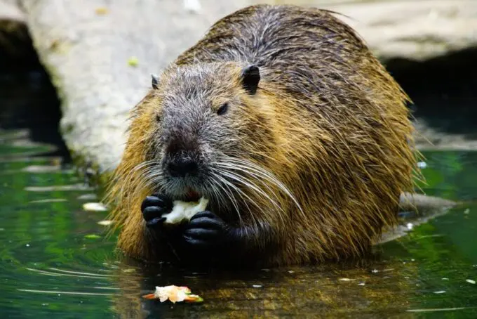 Bever aan de oever, etend.