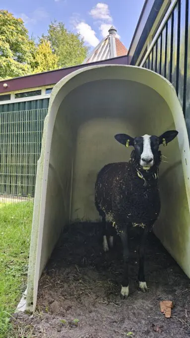 schaap