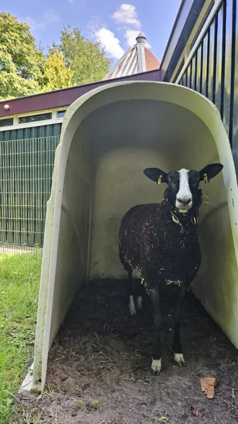 schaap