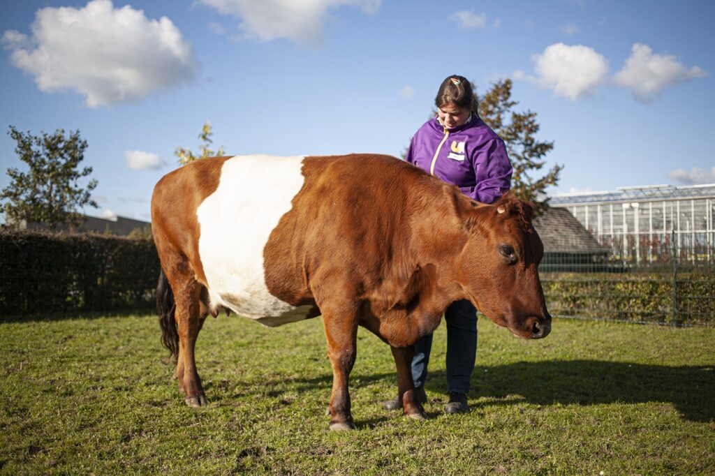 Medewerker met koe in de wei