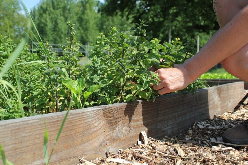 Moestuinieren in bakken