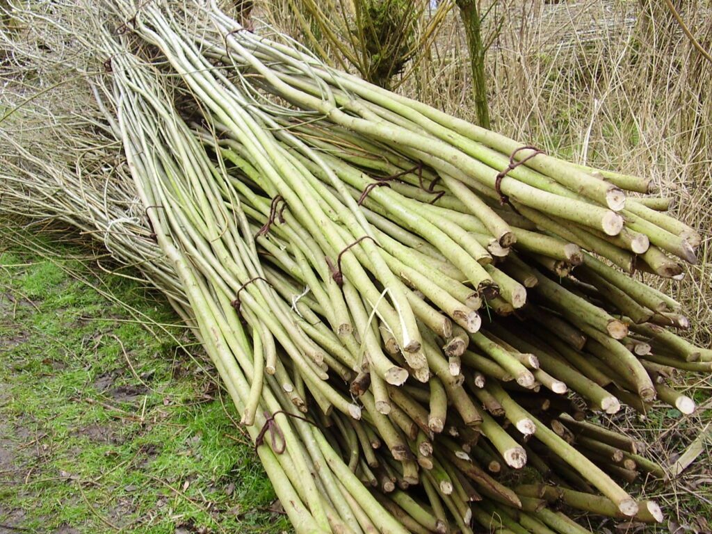 Wilgentenen in het groen in de tuin