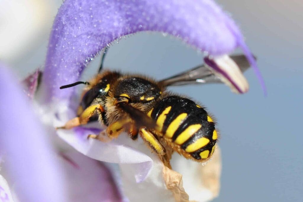 wolbij op paarse bloem